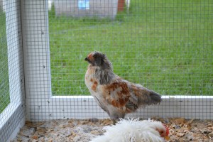 Be nice to your new girlfriend, Speckles. 