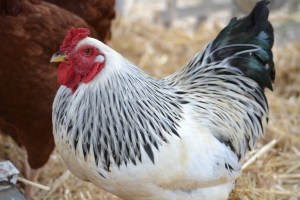 Lil Baby~ light brahma rooster