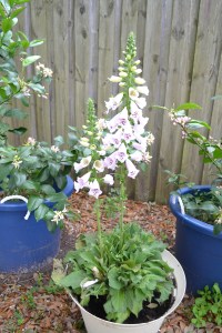 Foxglove~ extremely poisonous