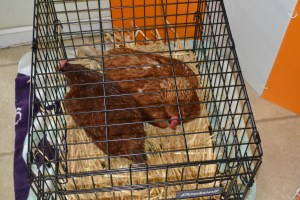 RIP Nutmeg and Big Bertha