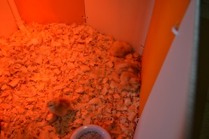 About 48 hours old here