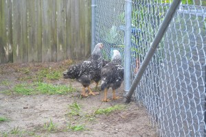 Silver Laced Wyandottes