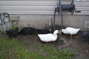 other ducks
