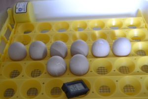 Cayuga Eggs in Incubator~Growing a large family