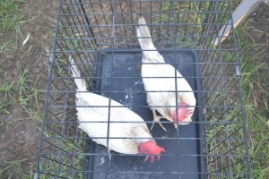 Growing a large family