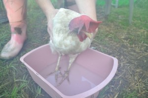 Growing a large family