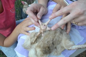 Growing a large family