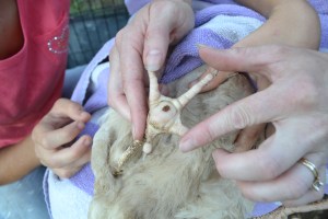 Bumblefoot~ Growing a large family