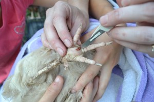 Growing a large family