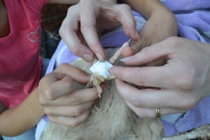 Growing a large family