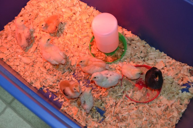 Growing a large family