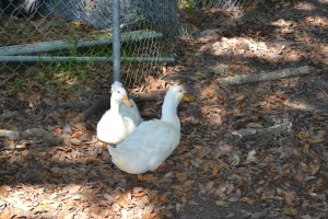 Pekin Ducks~Growing a large family