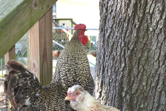 I feel like screaming too! 