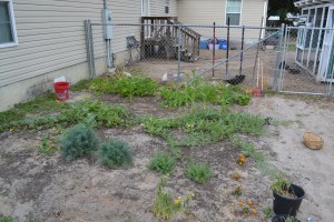 Left side of the garden