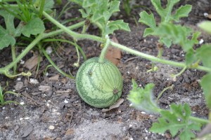 Watermelon with a fly