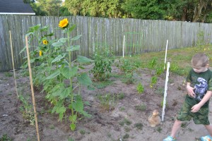 Right side of the garden