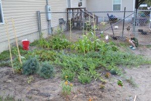 Left side of the garden