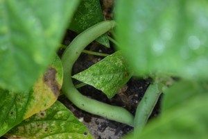 Green Beans
